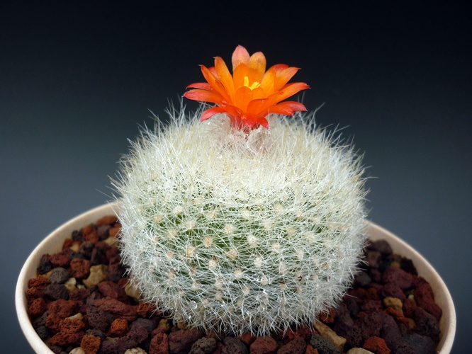 Parodia haselbergii 