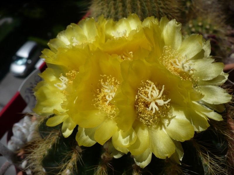 Parodia warasii 