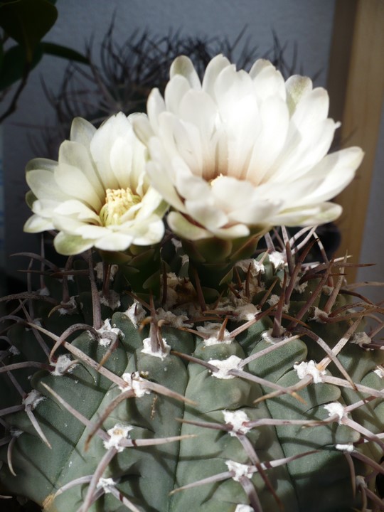 Gymnocalycium vatteri 