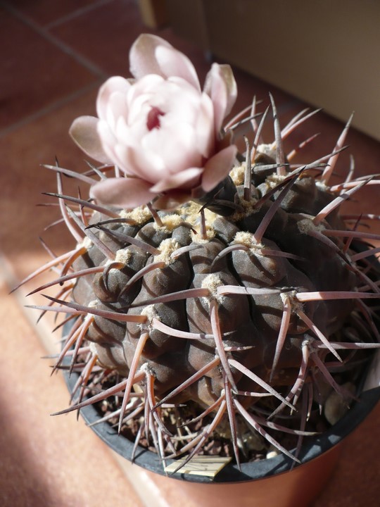 Gymnocalycium riojense ssp. piltziorum 