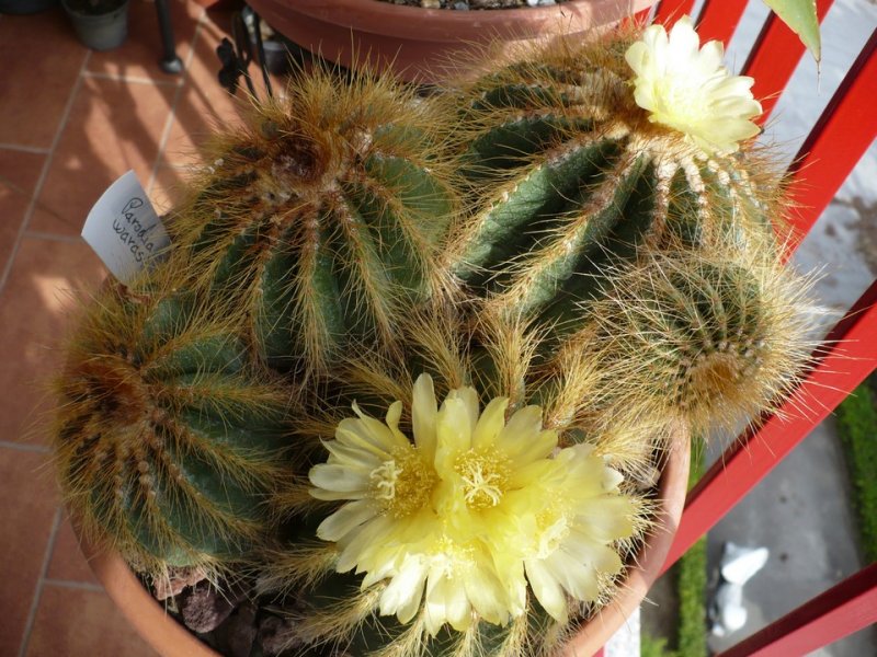 Parodia warasii 