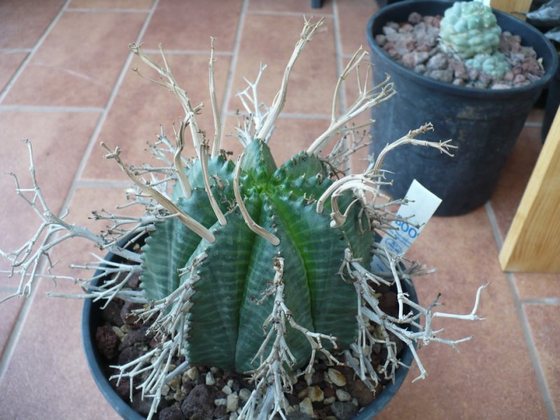 Euphorbia meloformis ssp valida 