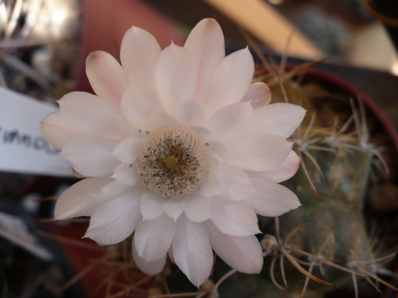 Gymnocalycium anisitsii 