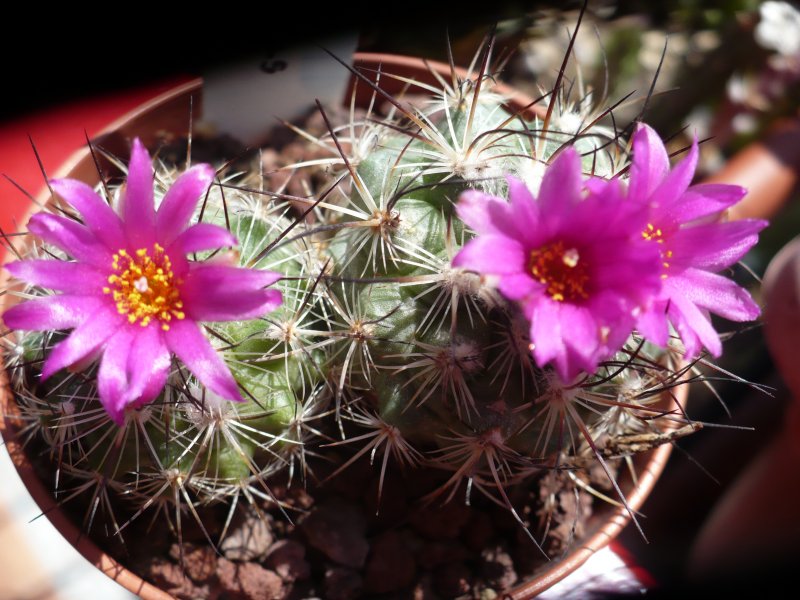 Turbinicarpus viereckii v. neglectus 