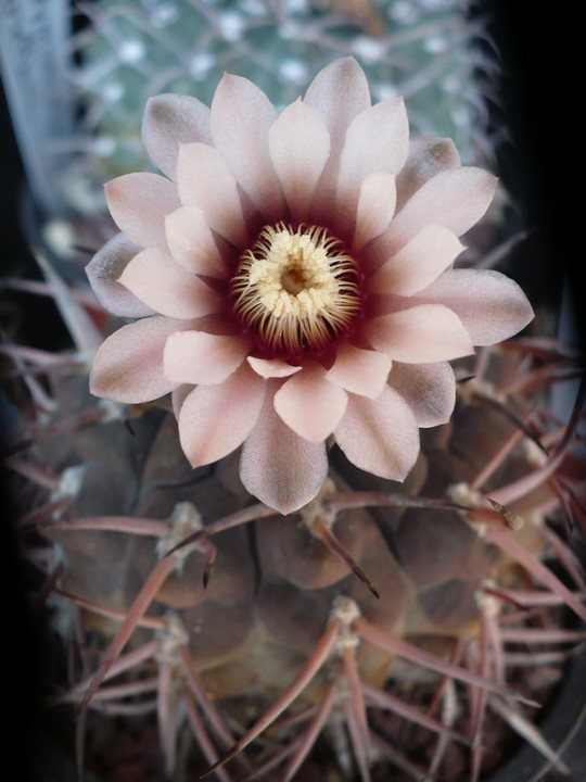 gymnocalycium riojense ssp. piltziorum