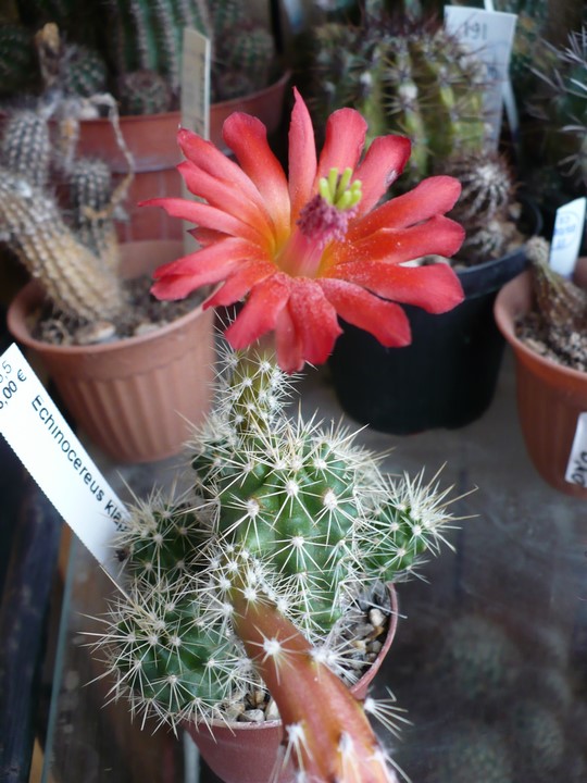 echinocereus klapperi