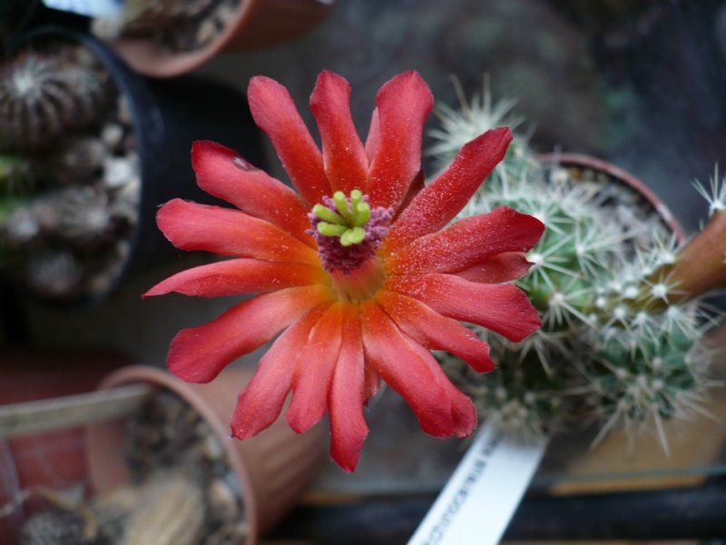 Echinocereus  klapperi 