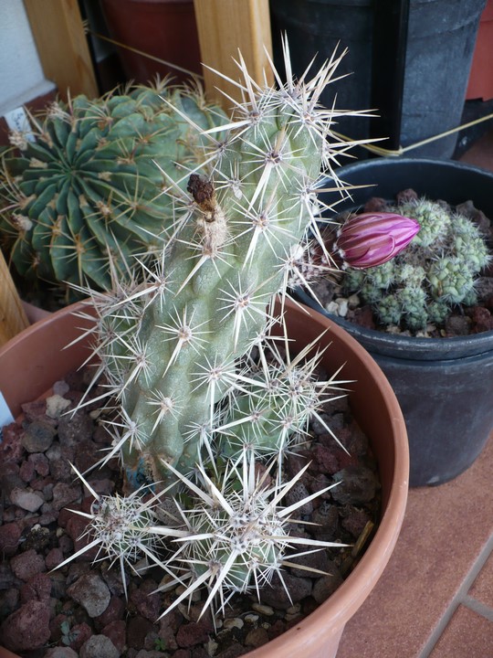 Echinocereus brandegeei 