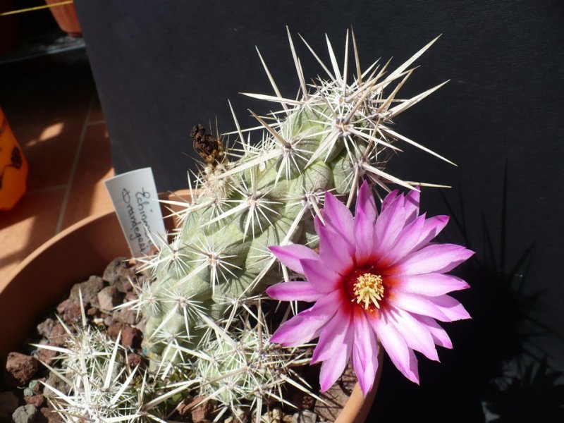 Echinocereus  brandegeei 