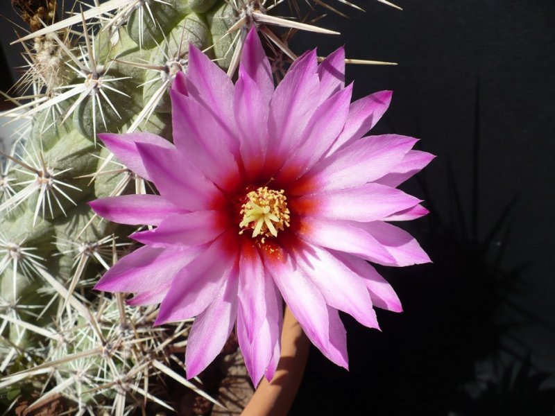 Echinocereus brandegeei 