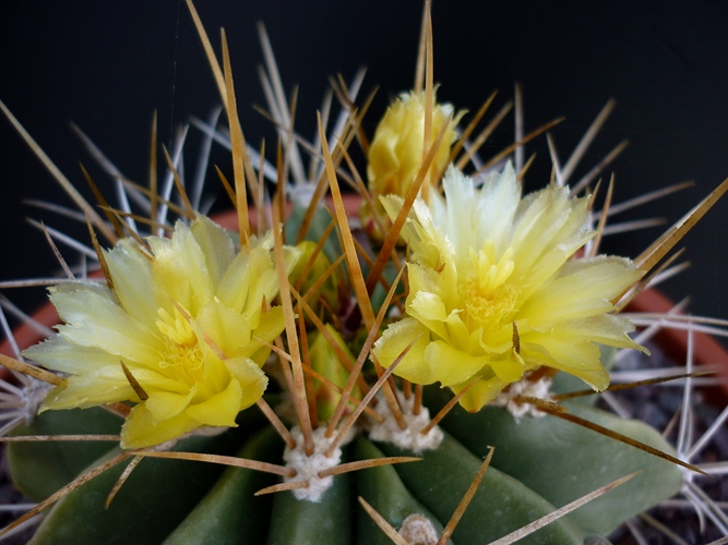 Ferocactus echidne 