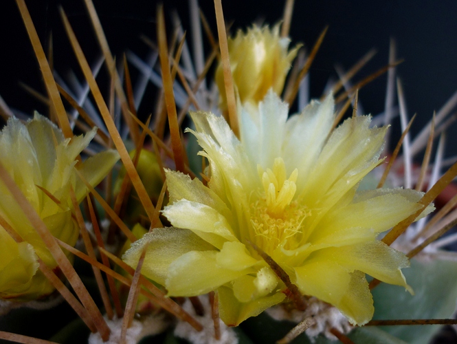 Ferocactus echidne 