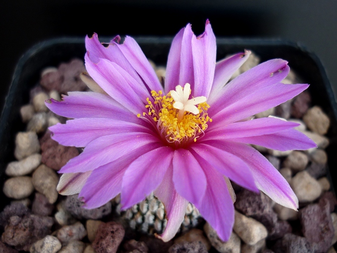 Turbinicarpus pseudopectinatus v. rubriflorus 