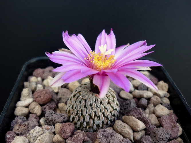Turbinicarpus pseudopectinatus v. rubriflorus 