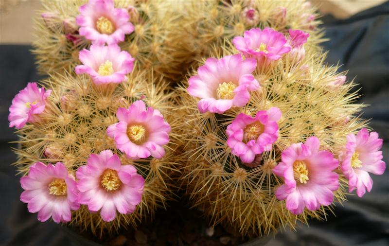 Mammillaria laui ssp. subducta 