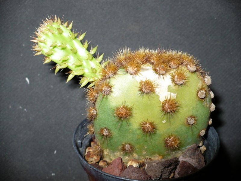 Opuntia aciculata 