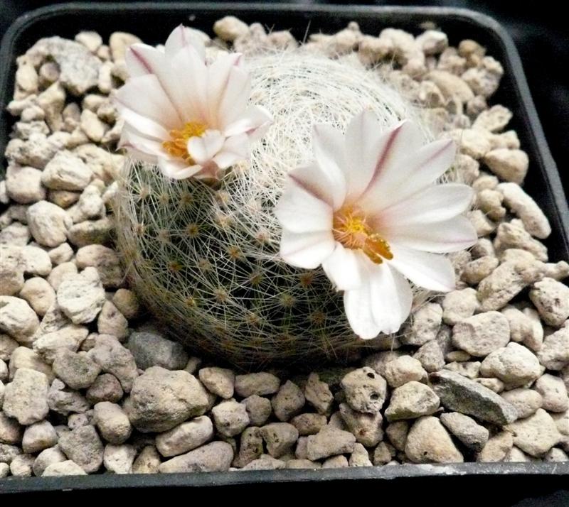 Mammillaria lenta RS 410