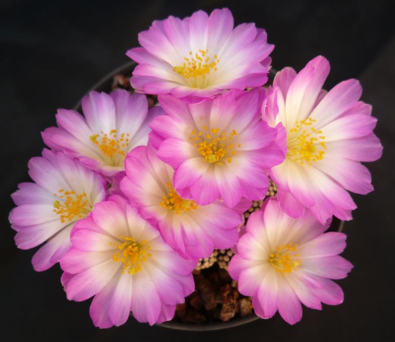 Mammillaria luethyi 