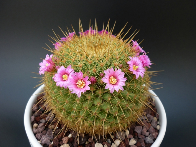 Mammillaria cv. ginsa-maru 