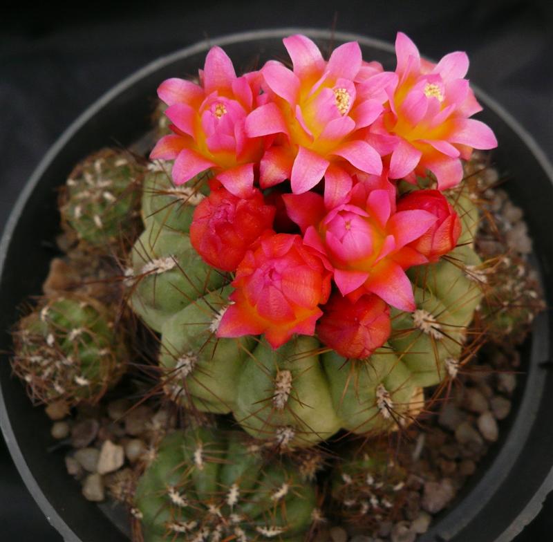 Oroya peruviana v. minima 