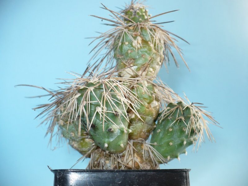 Tephrocactus alexanderi 