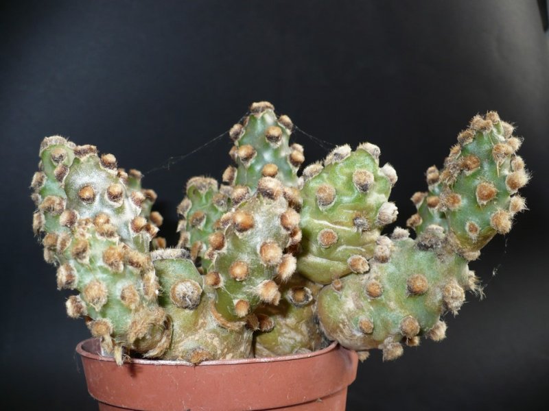 Tephrocactus molinensis 