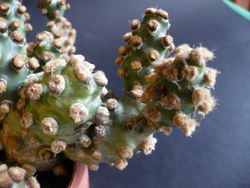 Tephrocactus molinensis 