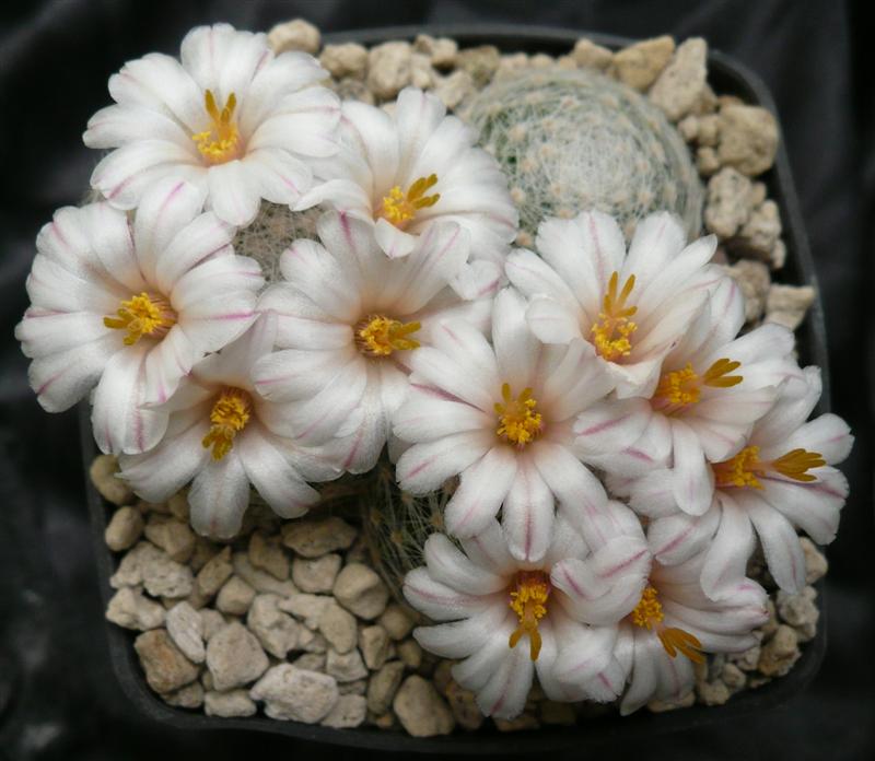 Mammillaria lenta 