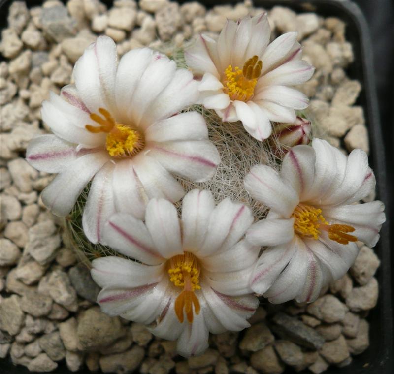 Mammillaria lenta RS 410