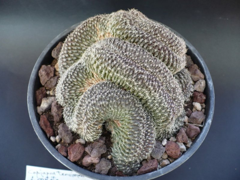 Copiapoa tenuissima f. cristata 