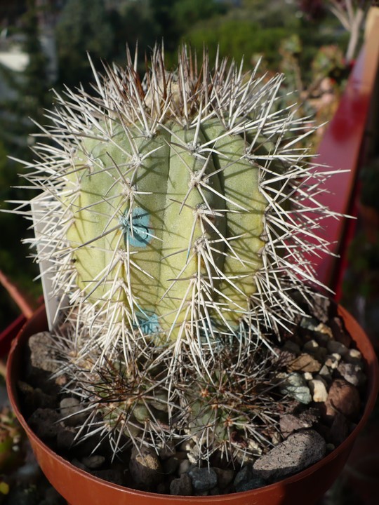 Copiapoa calderana 