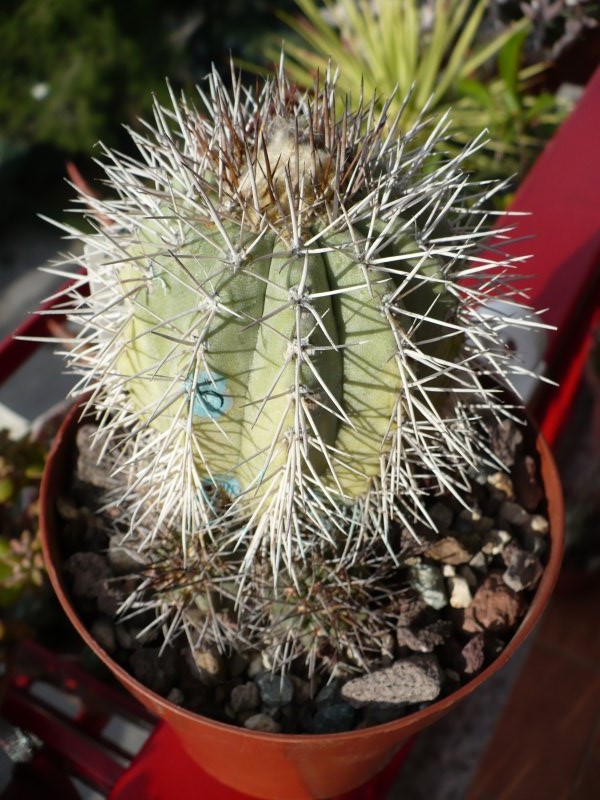 Copiapoa calderana 