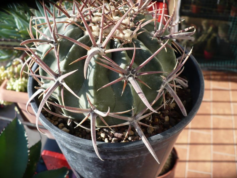 Echinocactus texensis 