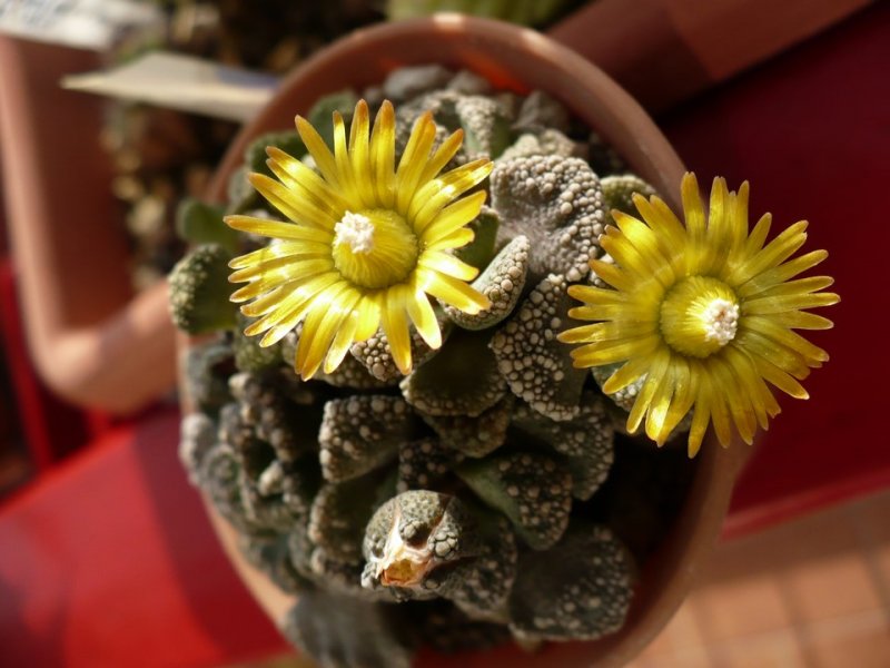 Titanopsis calcarea 