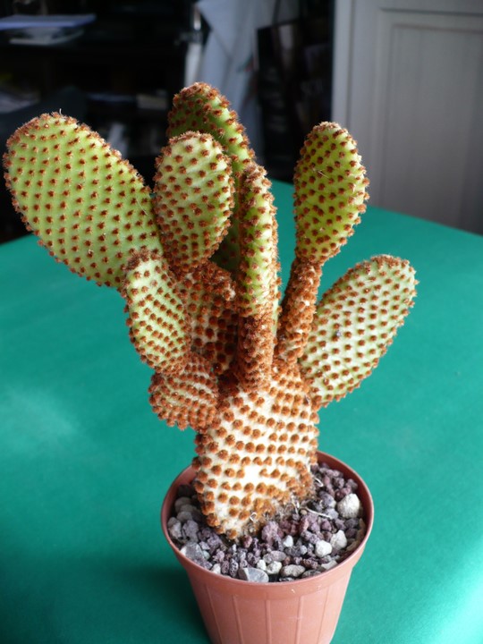 Opuntia microdasys v. rufida 