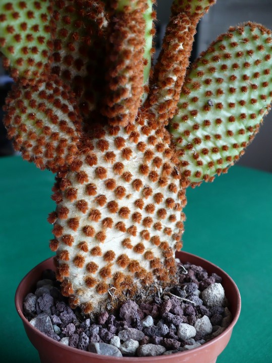 Opuntia microdasys v. rufida 