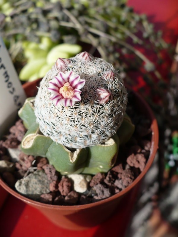 Mammillaria hermosana 