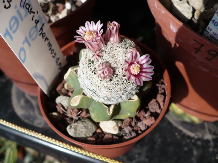 Mammillaria hermosana 