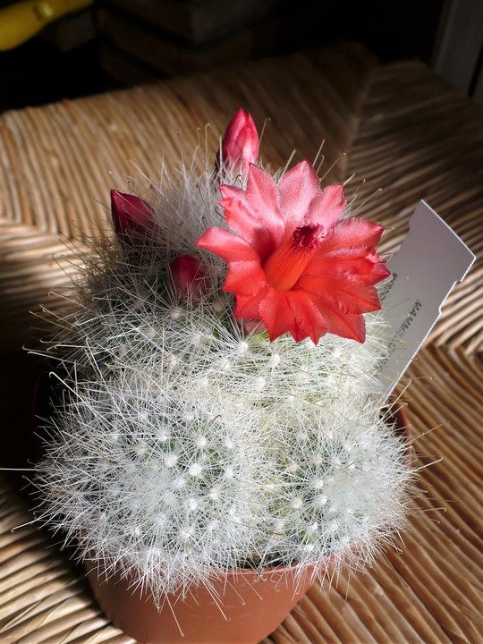 Mammillaria senilis 