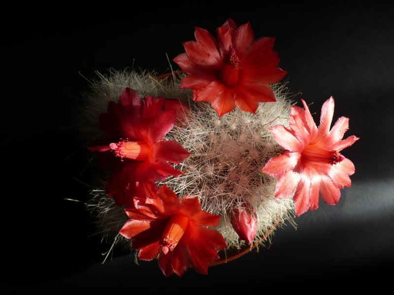 Mammillaria senilis 