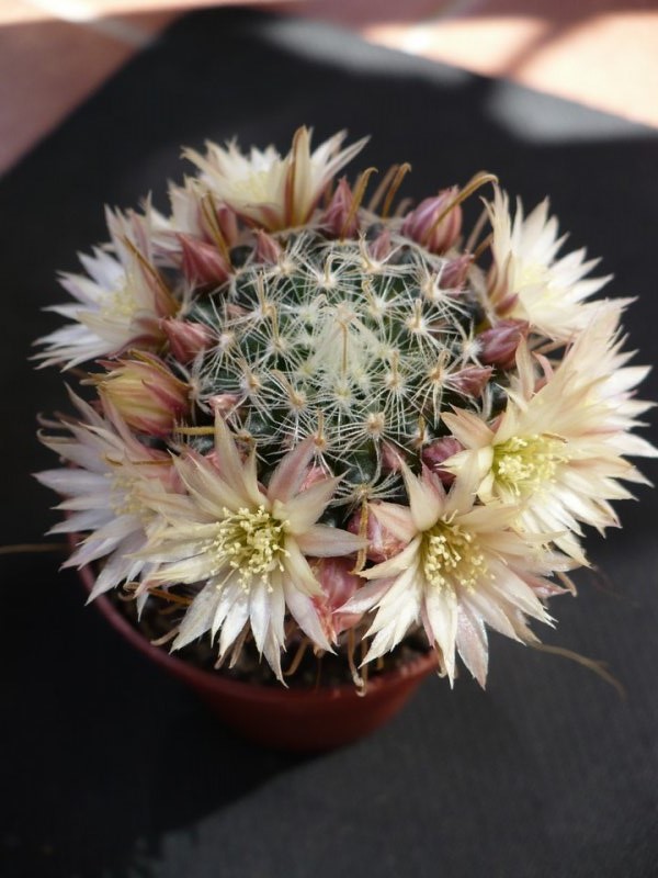 Mammillaria nana ssp. duwei 