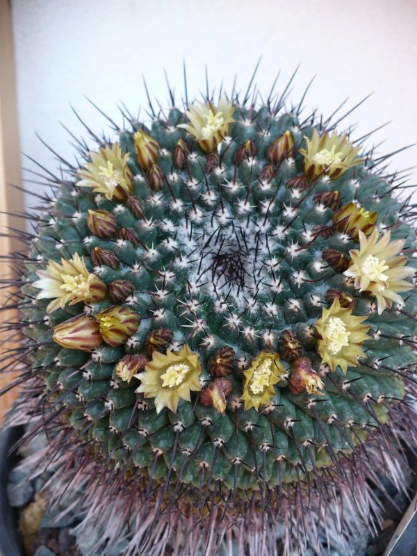 Mammillaria gigantea 