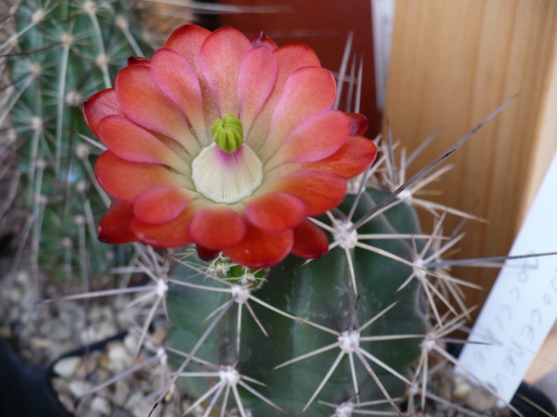 Echinocereus  coccineus 