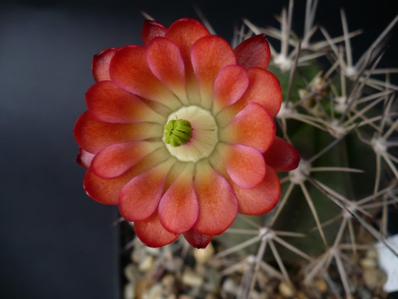 Echinocereus coccineus 