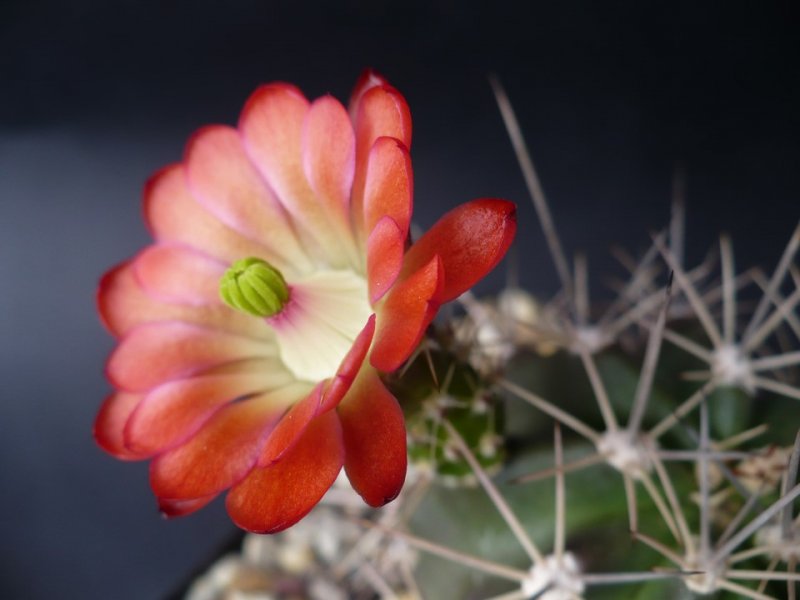 Echinocereus coccineus 