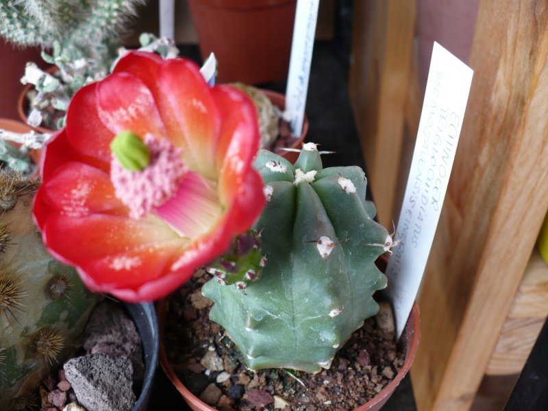 echinocereus triglochidiatus ssp. mojavensis f. inermis