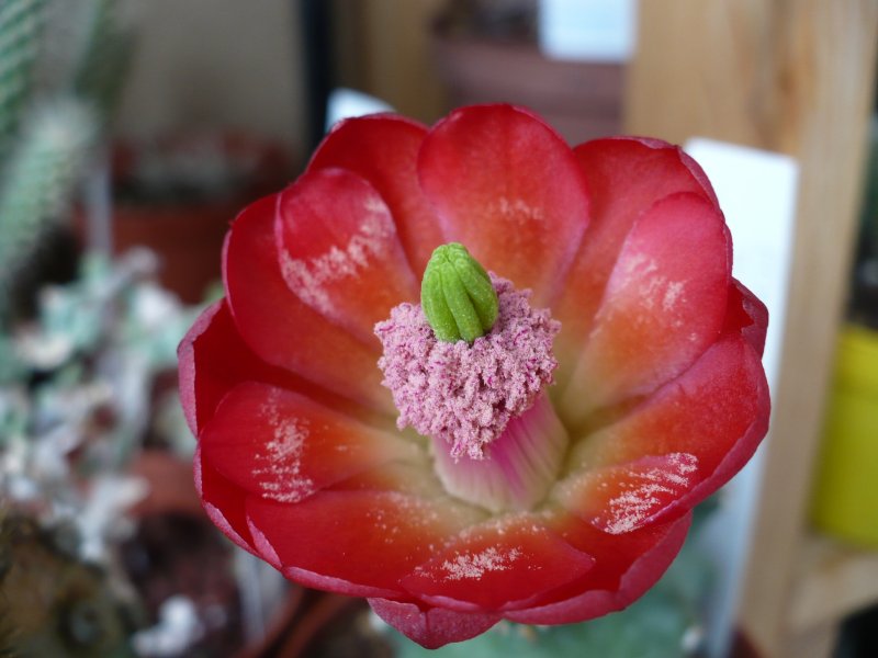 Echinocereus triglochidiatus ssp. mojavensis f. inermis 