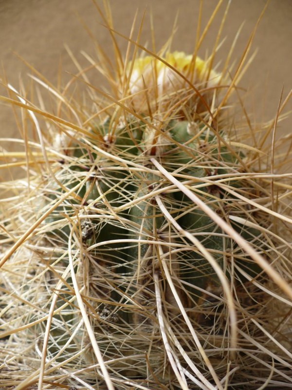 parodia maassii