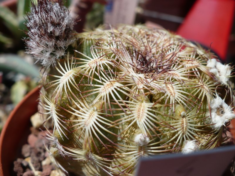 Echinocereus reichenbachii x rigidissimus 