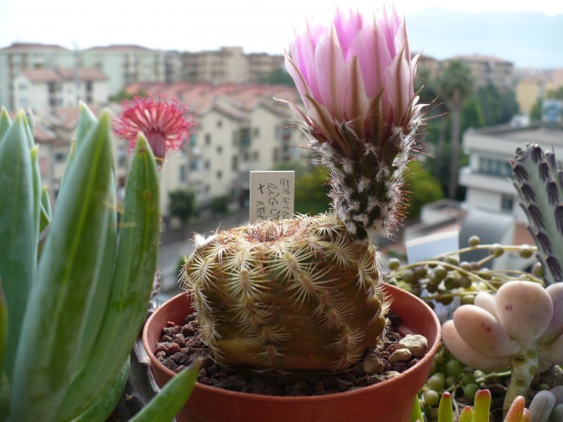 echinocereus  reichenbachii x rigidissimus